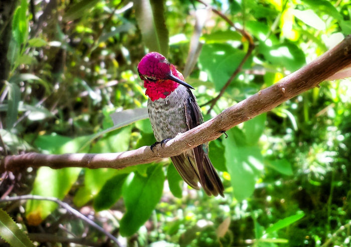 Anna's Hummingbird